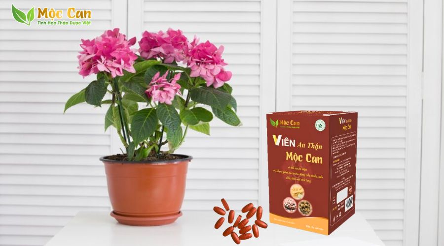 MỘC CAN GIỚI THIỆU: VIÊN AN THẬN MỘC CAN - TRỢ THỦ ĐẮC LỰC GIÚP BỔ THẬN 1